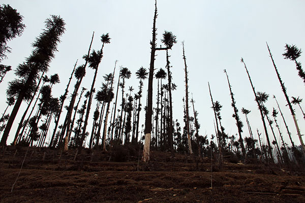 Even fifteen years later, the bottom half of trees on Zoni Tengri Hill remain without bark from the intense firefight during the fake encounter.