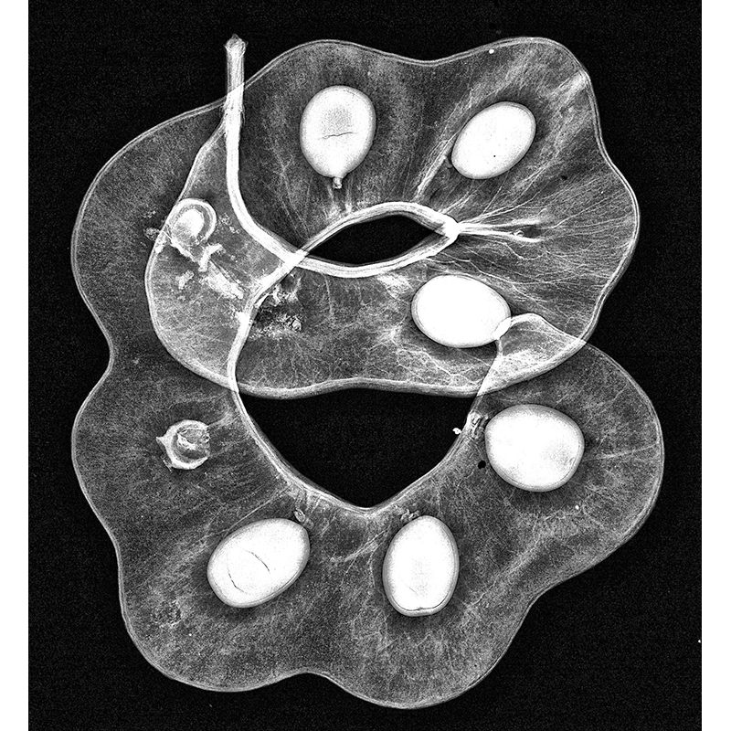 An x-ray image of a rainforest species from Tweed River Valley, NSW, Australia. A Parachidendron pruinosem seed pod.