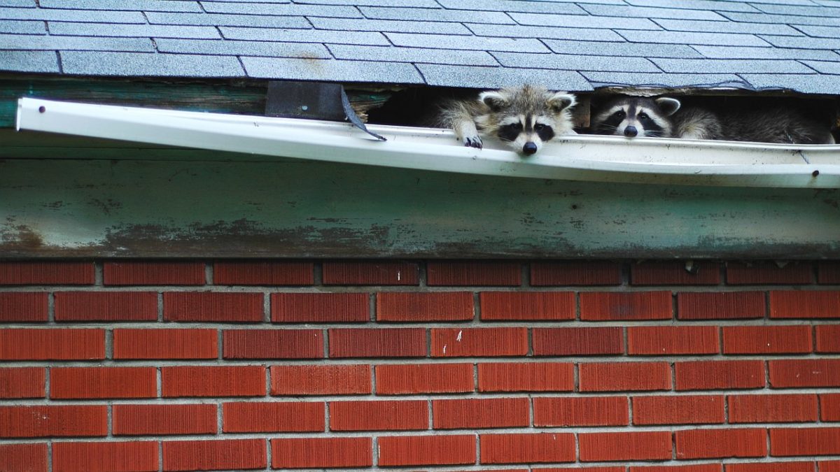 Raccoon Trouble Guernica
