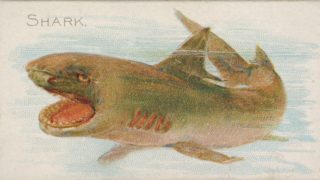 A color lithograph of a shark from 1889.