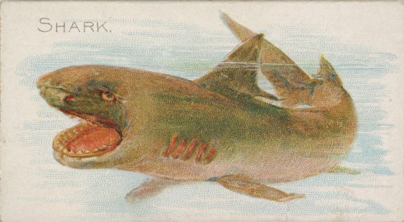 A color lithograph of a shark from 1889.