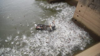 An electrofishing demonstration at Barkley Dam, along the Cumberland River in Kentucky. At the foot of the dam, two men stand on a small boat with long poles in their hands. In the water around them, dozens or hundreds of carp leap out of the water.