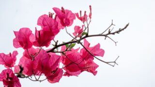 Pink bougainvillea