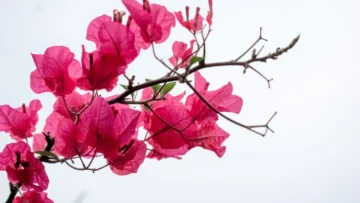 Pink bougainvillea