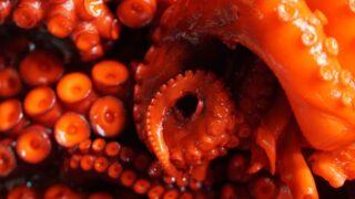 close-up of red octopus tentacles