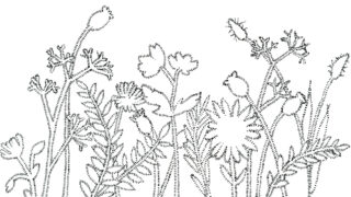 A black and white illustration of a wildflower meadow.