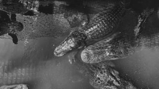 Black-and-white, aerial image of alligators swimming in a shallow depth of water.