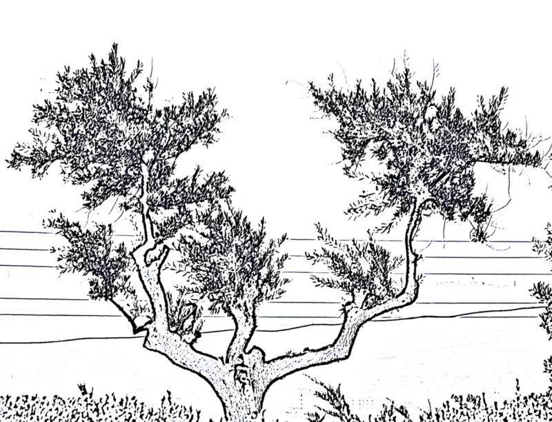 Sketch of an olive tree
