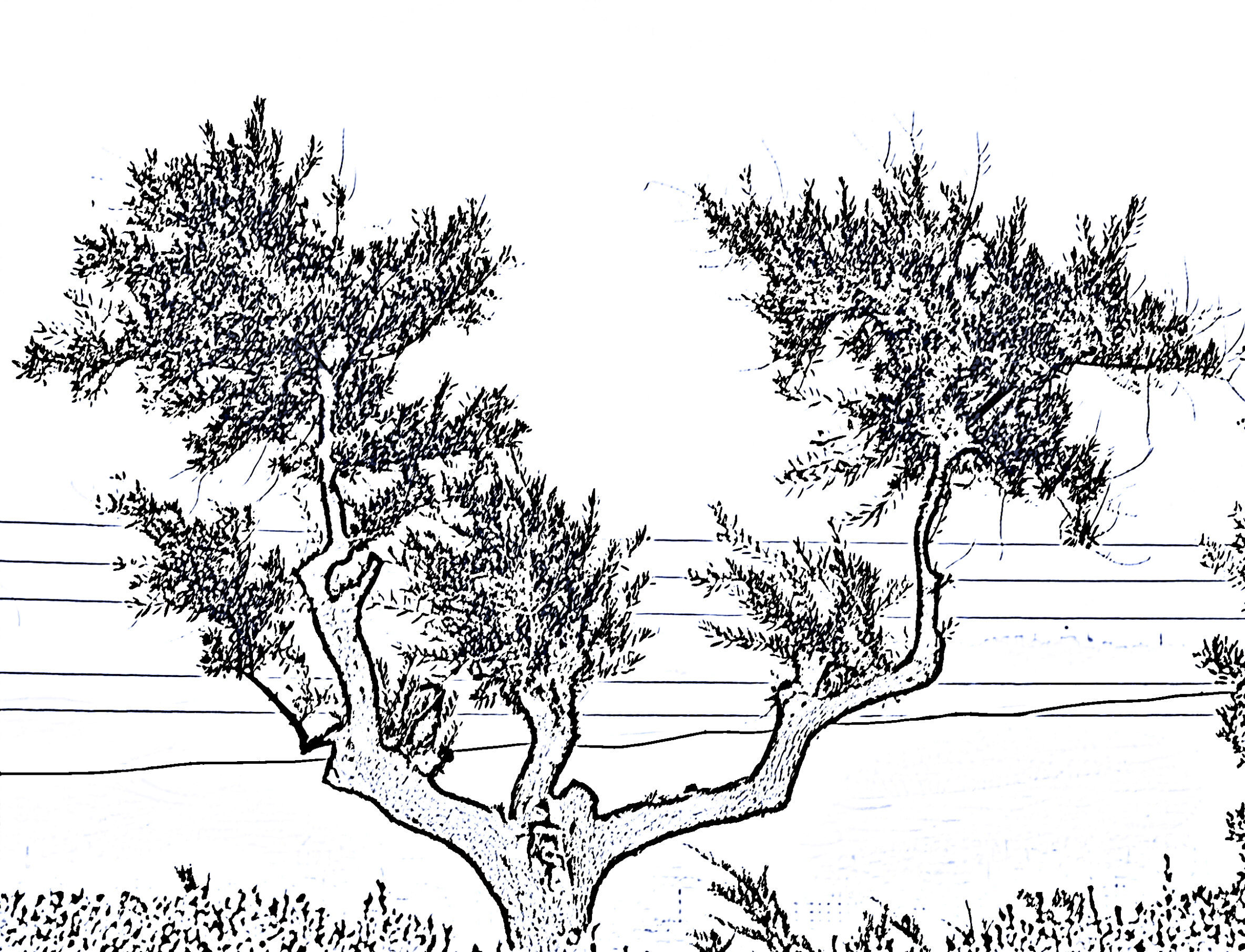 Sketch of an olive tree