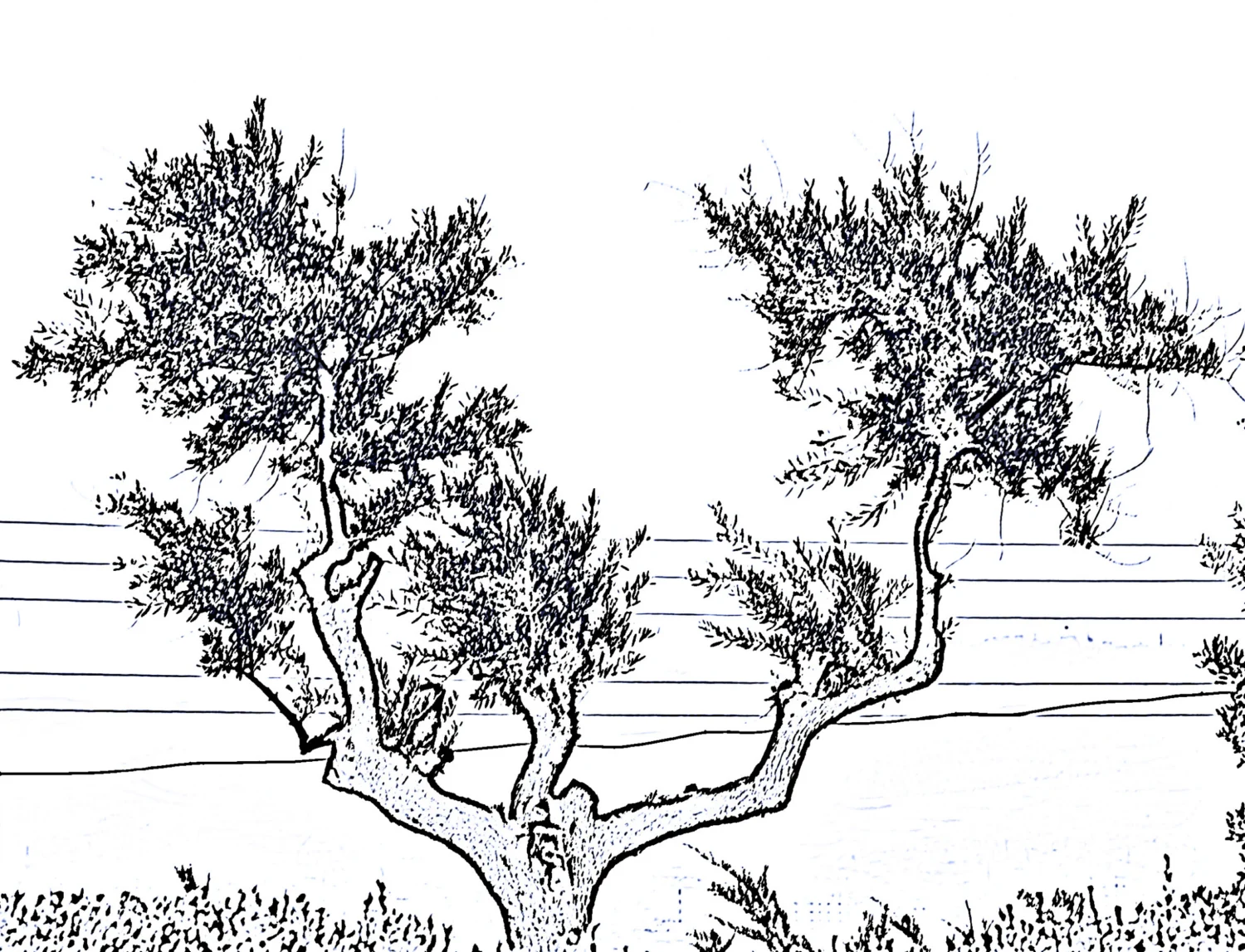 Sketch of an olive tree