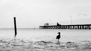 Black and white photograph of a silhouetted bird on the shore before an ocean In the distance, a boardwalk extends into the ocean.