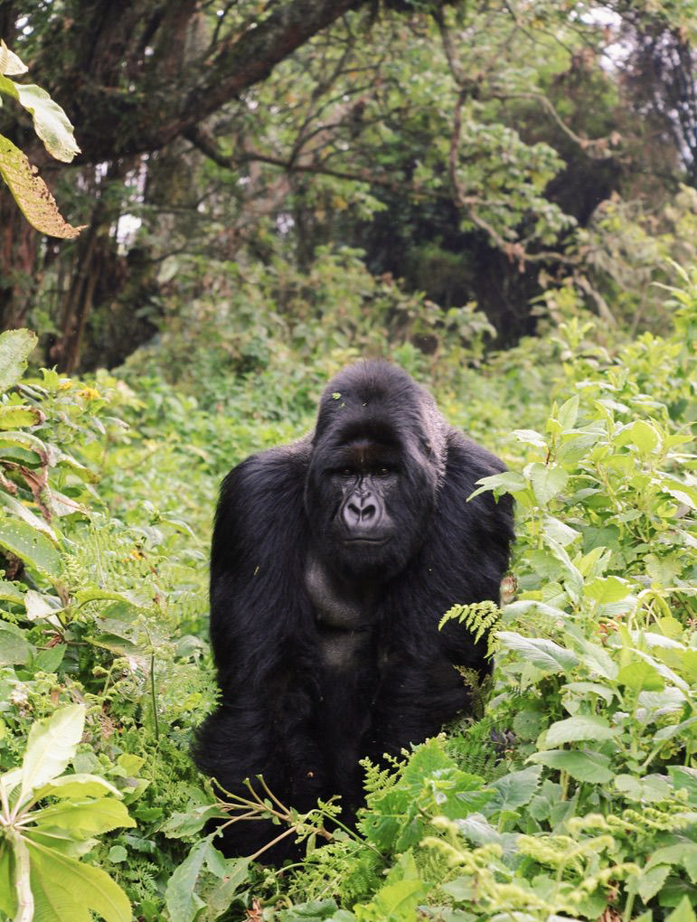 After Conservation: In Conversation with Dominique Bikaba